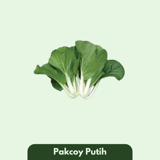 Pakcoy Putih