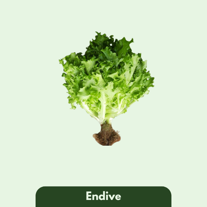 Endive