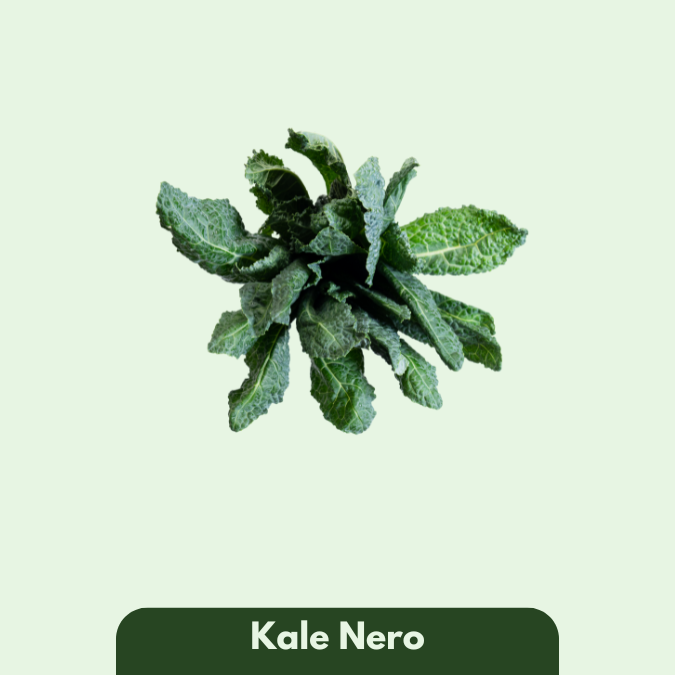 Kale Nero
