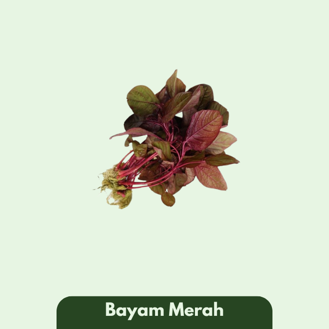 Bayam Merah