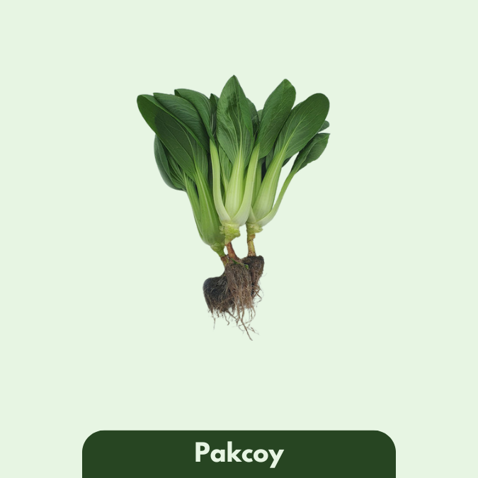 Pakcoy