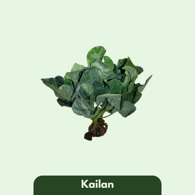 Kailan