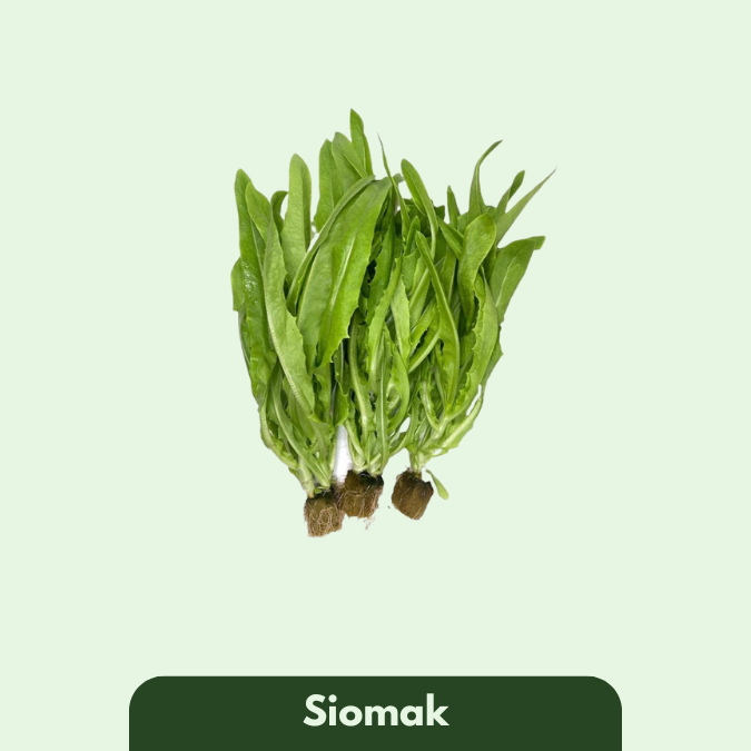 Siomak