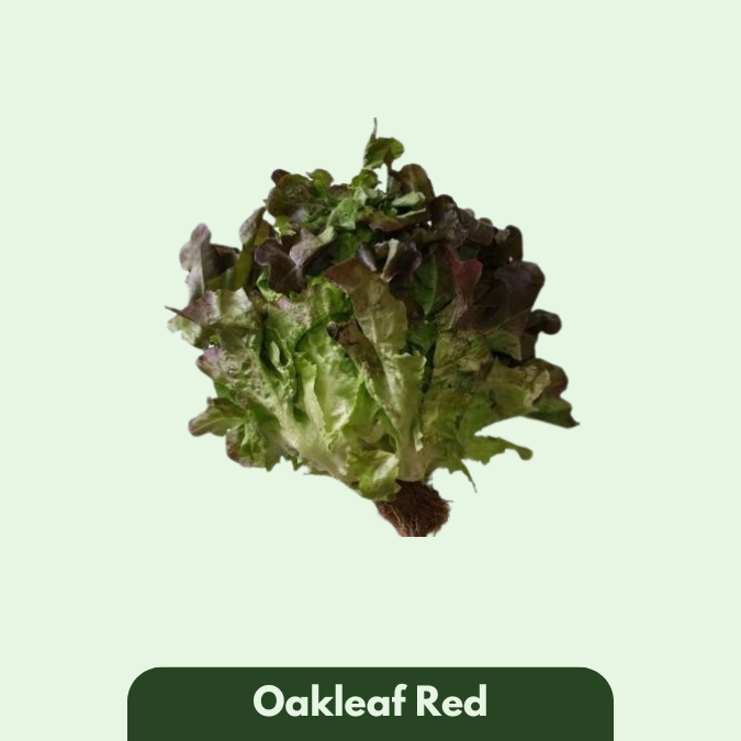 Oakleaf Red