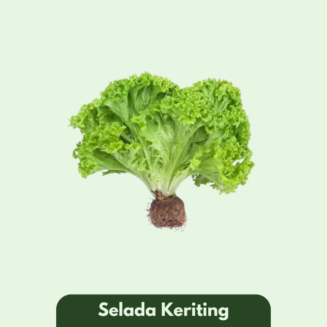 Selada Keriting