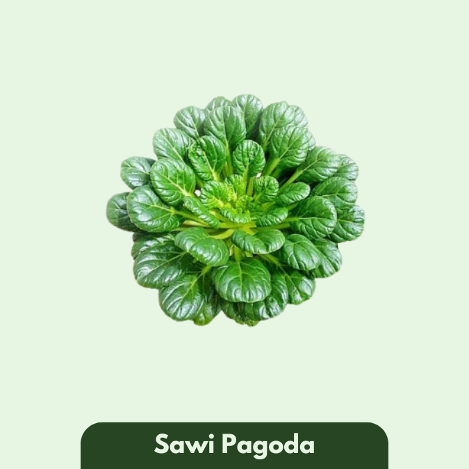 Sawi Pagoda