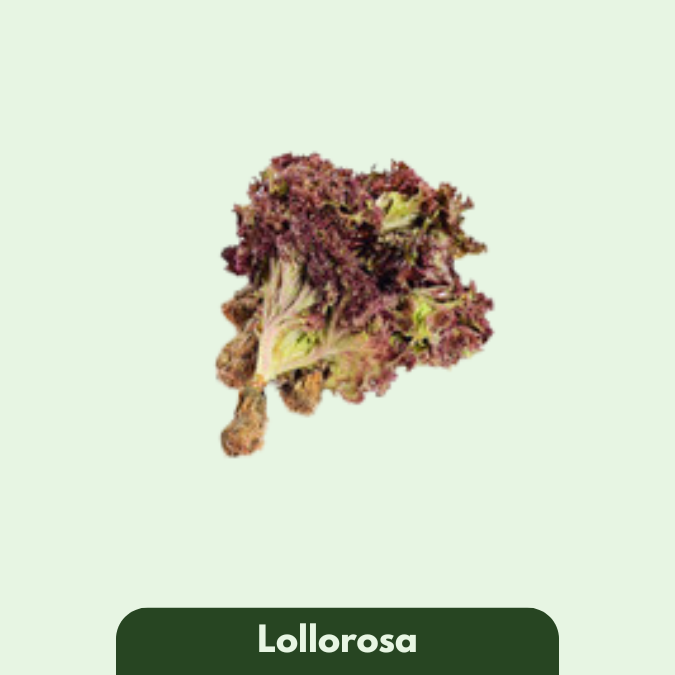 Lollorosa