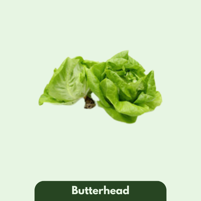 Butterhead