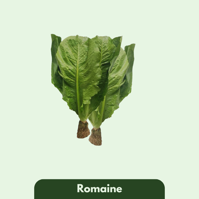 Romaine