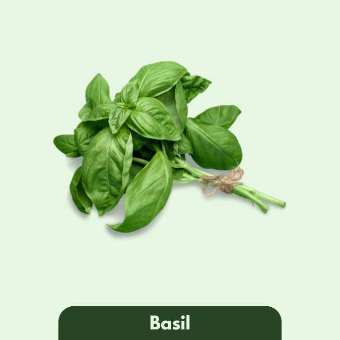 Basil