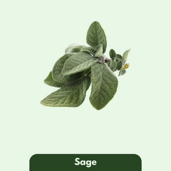 Sage
